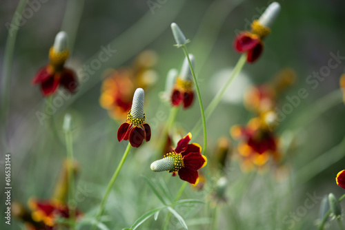 coneflower