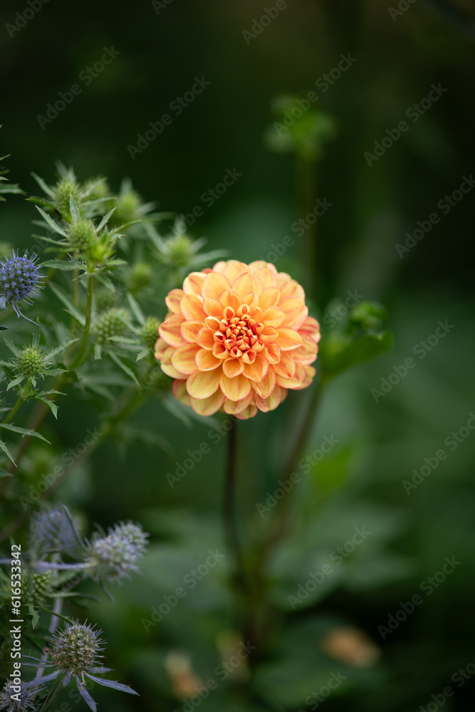 dahlia