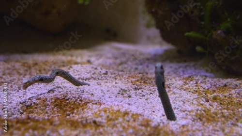 underwater sand worm also spotted garden eel fighting each other on the sea ground photo