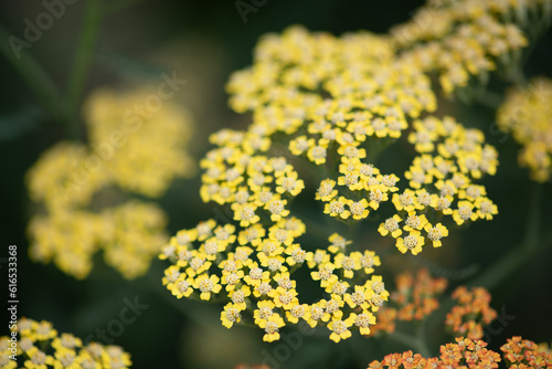 yarrow