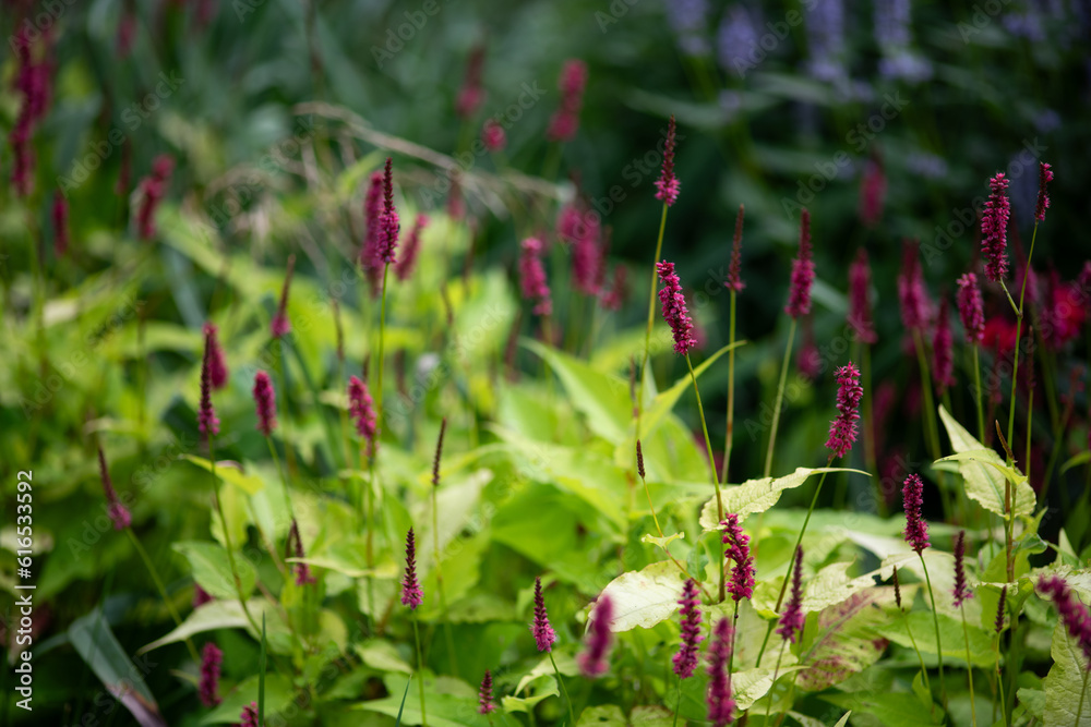 Bistorta amplexicaulis Bistorta amplexicaulis