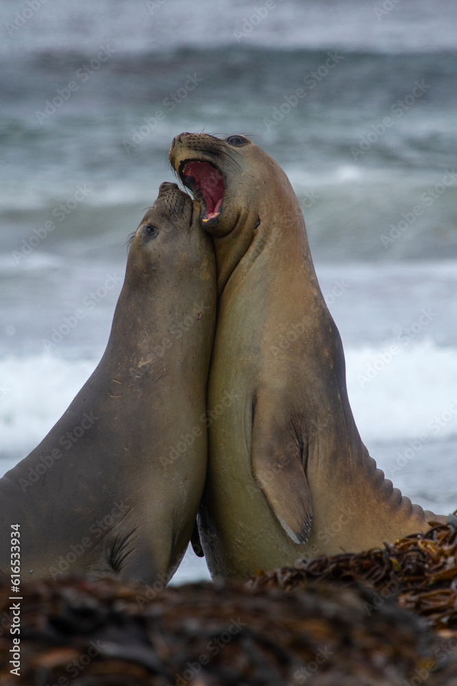 Obraz premium Southern Elephant Seals Fighting Falkland Islands