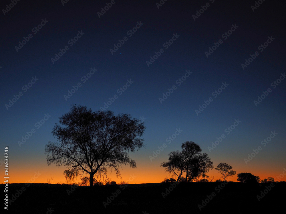outback sunset tree silhouette