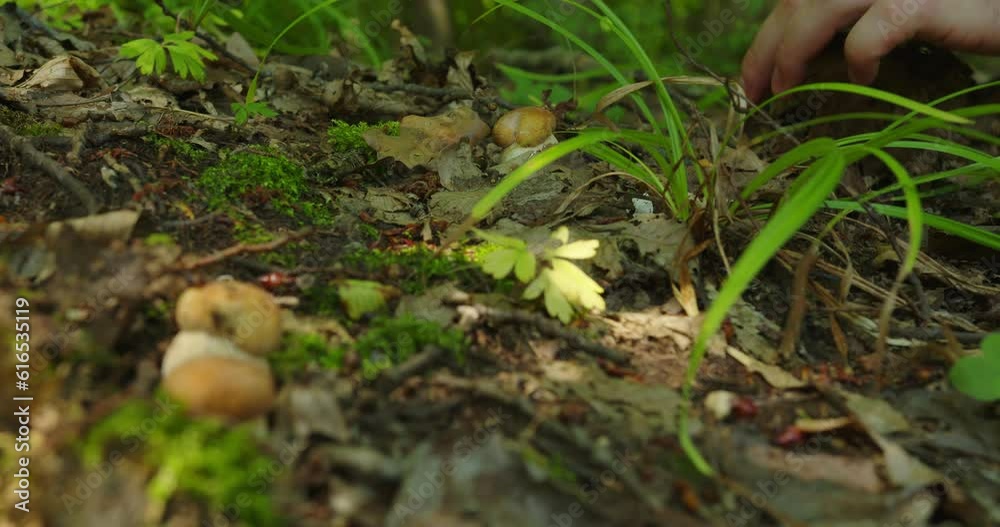 small cep grow in the forest. male hands picking boletus. close-up mushroom picker