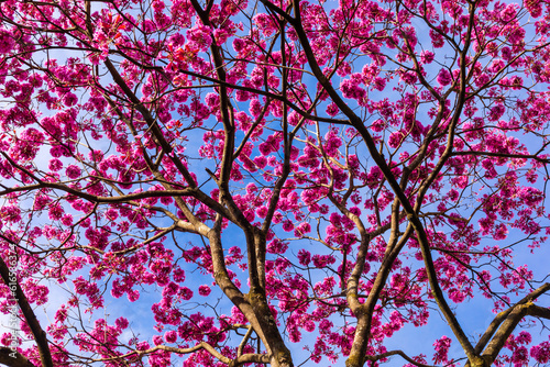 Flowers of the Ipe tree at Liberty Square photo