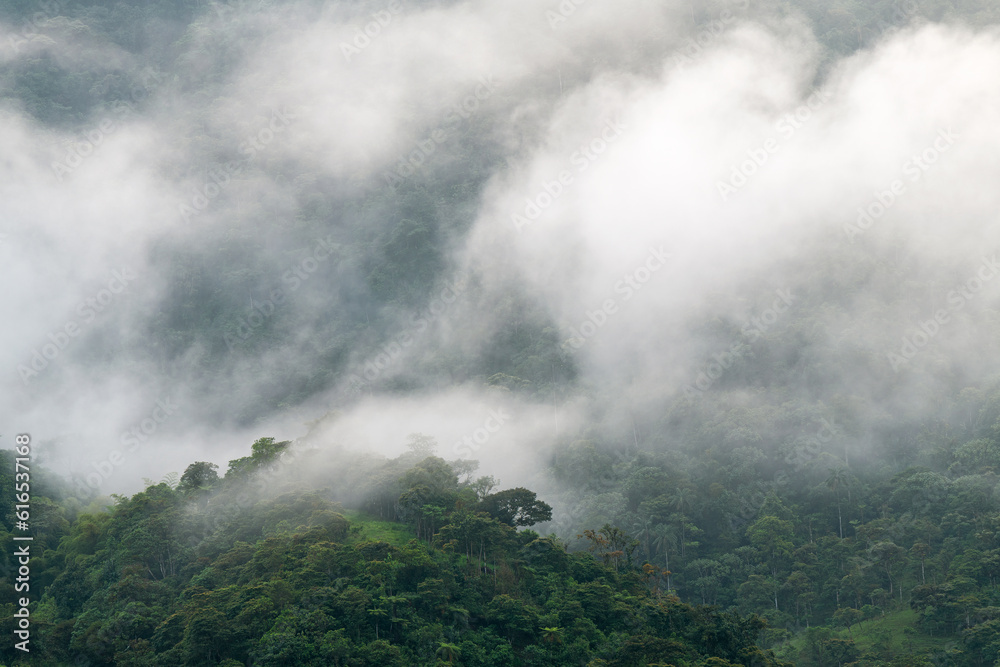 Mindo cloud forest, Quito region, Ecuador.