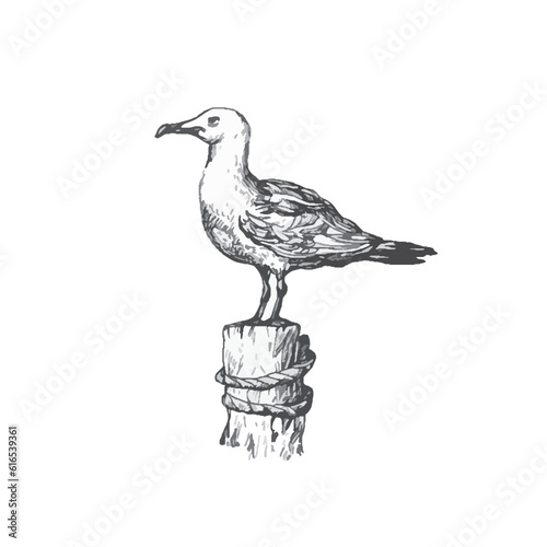 handdrawn seagull illustration, segull drawing, sea, elements, marine illustrations, sea, ocean, water, seagull tattoo
