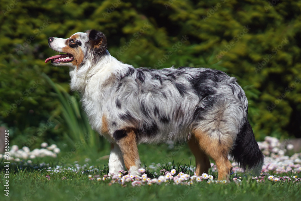 Adorable blue merle Australian Shepherd dog with a sectoral heterochromia in its eyes posing outdoors standing on a green grass with daisy flowers in spring