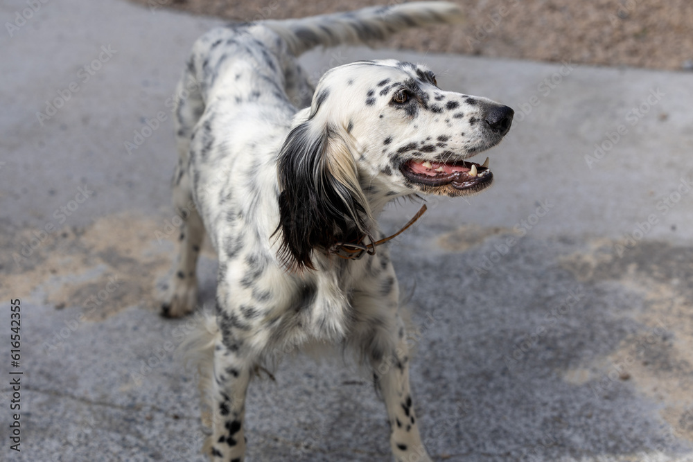 English setter portrait in the yard