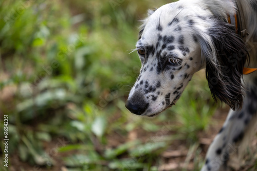 English setter portrait in the yard