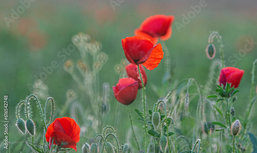 Selective focus on poppy flower, wild poppy flowers in sring meadow photo