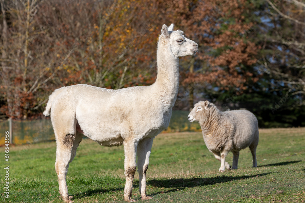 Photograph of an adult Alpaca standing in a field on the South Island of New Zealand