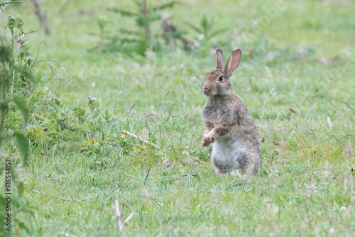 rabbit in the grass © scott