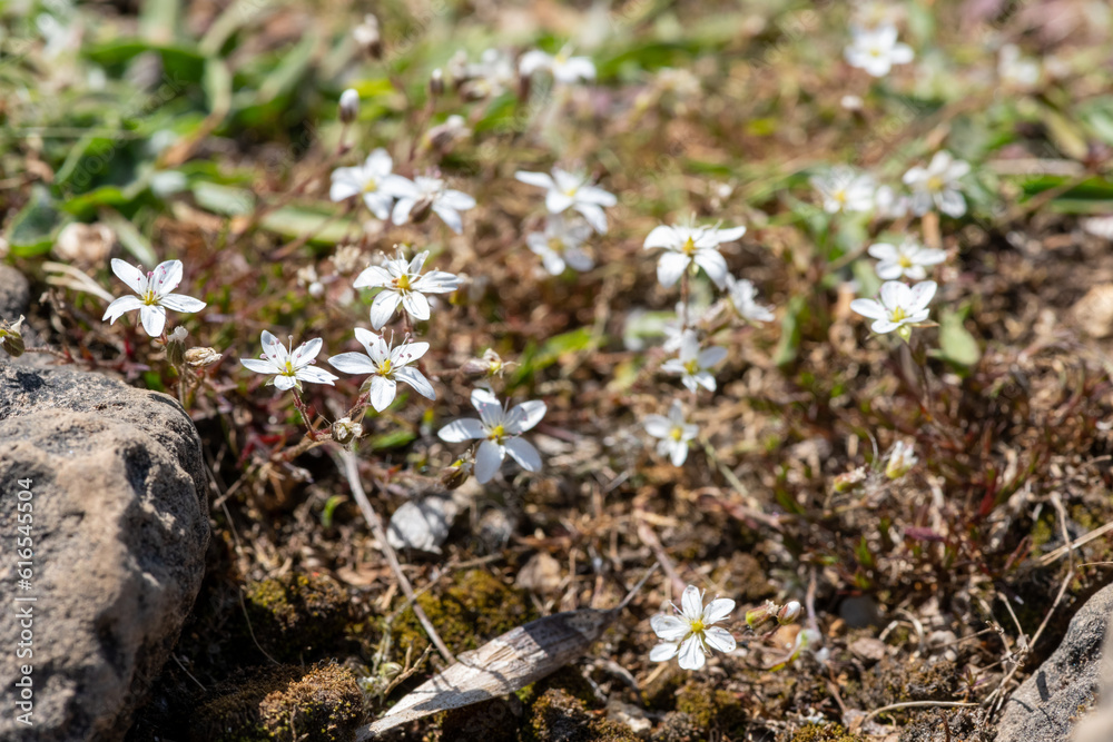 Close up of leadwort (minuartia verna) flowers in bloom Close up of leadwort (minuartia verna) flowers in bloom