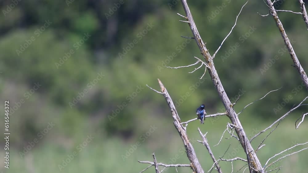 hirondelle bicolore sur une branche hirondelle bicolore sur une branche