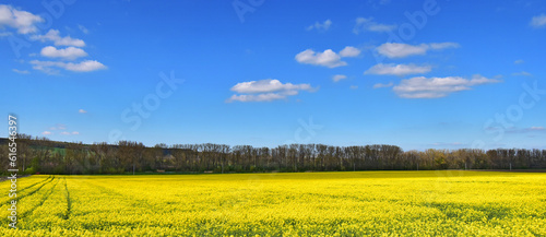 Nature field landscape yellow rape agriculture blue sky