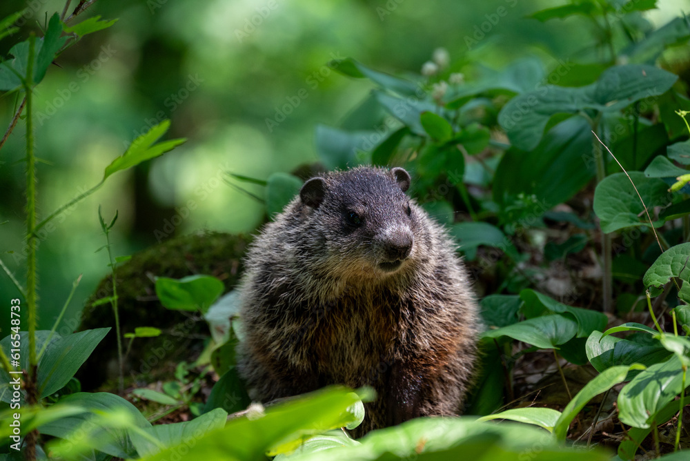 a closeup of a woodchuck in the Maribel cave park by Manitowoc, Wisconsin, USA