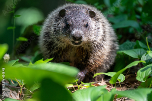a closeup of a woodchuck in the Maribel cave park by Manitowoc, Wisconsin, USA © Ilia
