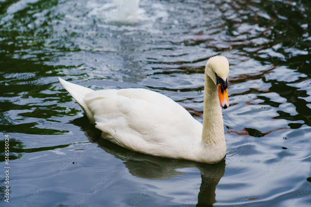 Beautiful white swans swim in the pond. Birds are bred in parks Beautiful white swans swim in the pond. Birds are bred in parks