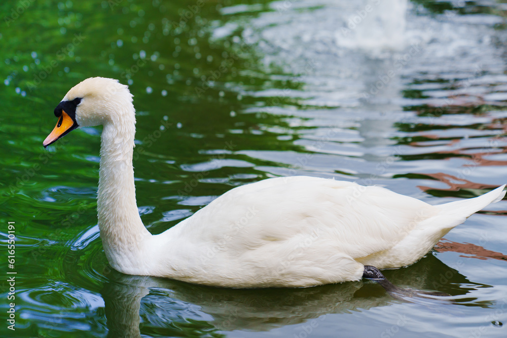 Beautiful white swans swim in the pond. Birds are bred in parks Beautiful white swans swim in the pond. Birds are bred in parks