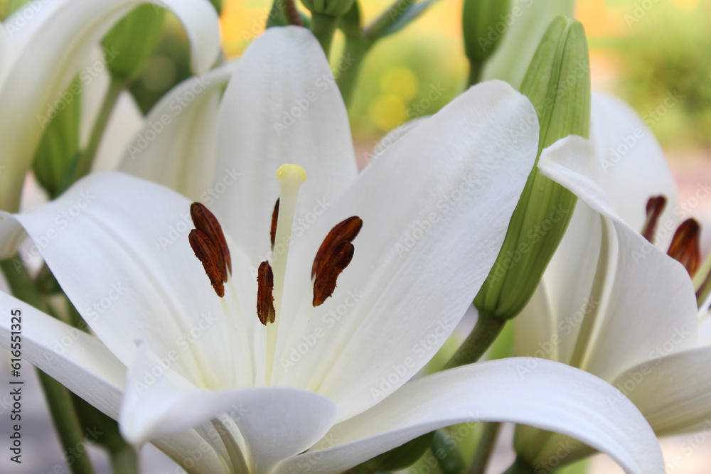 Obraz premium flowers greeting card white lilies purchase plan