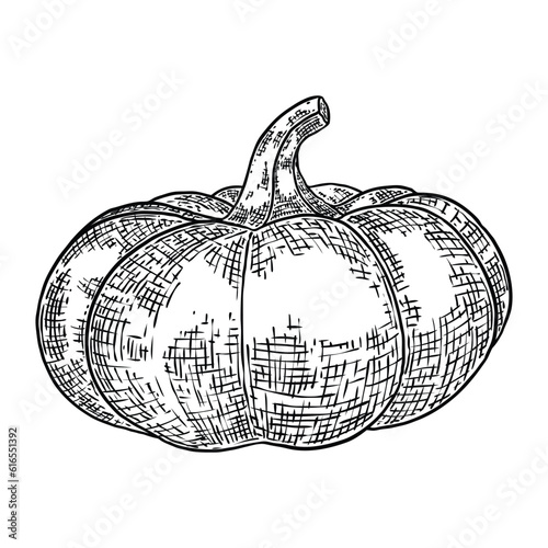 Pumpkin, symbol of harvest and Thanksgiving Day season. Pumpkin or gourd for basket decoration. Holiday Autumn festive drawing. Hand drawing sketch for celebration of fall. Vector.