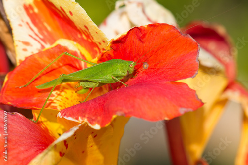 Green grasshopper on red and yellow flower.