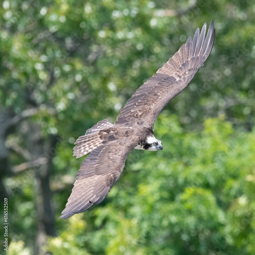 Osprey and forest above Lloyd Cener for the Environment, Dartmouth, Massachusetts