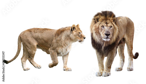 ライオンのオスとメス