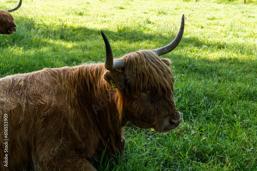 Muzzle of a shaggy bull/cow with large horns. Long-haired bull/cow of the old Highland breed ("Scottish Highland Cattle").