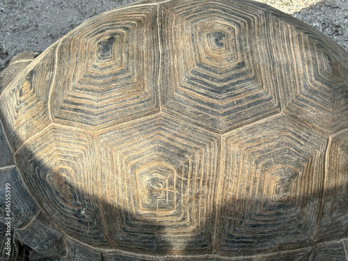 Foto A closeup view of the scutes of a Galapagos tortoise.