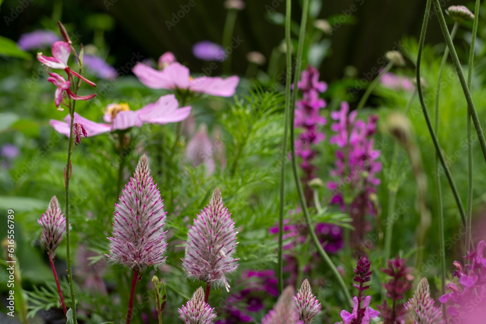 Colourful pink and purple summer flowers in the St John's Lodge garden, located in the Inner Circle, Regent's Park, London UK Colourful pink and purple summer flowers in the St John's Lodge garden, located in the Inner Circle, Regent's Park, London UK