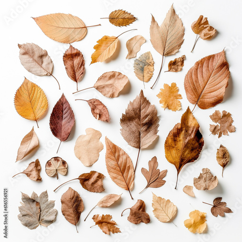 Flat lay image with dry autumn leaves on white background