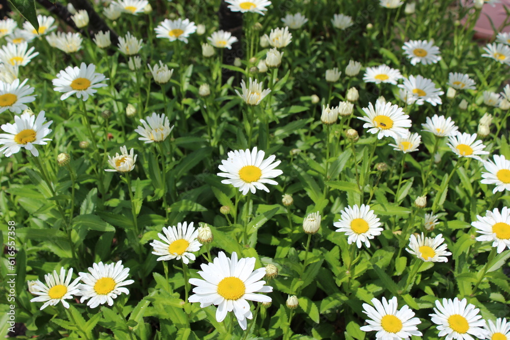 Fototapeta premium Blooming Shasta daisies in a field