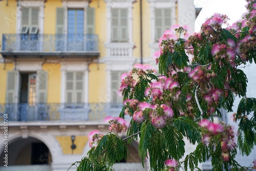 Beautiful pink silk tree aka albizia julibrissin in the old town of Nice  France