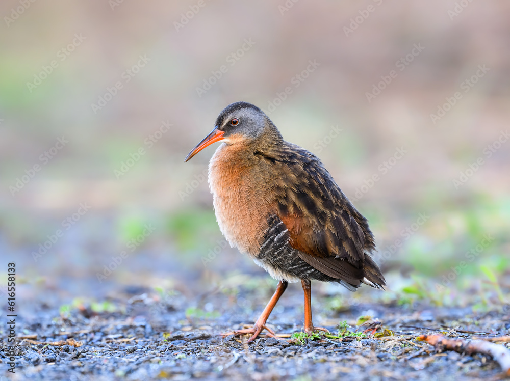 Virginia Rail closeup portrait with nice blur background in Spring Virginia Rail closeup portrait with nice blur background in Spring