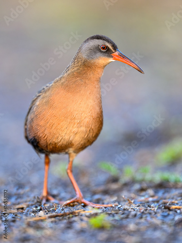 Photography Virginia Rail closeup portrait with nice blur background in Spring