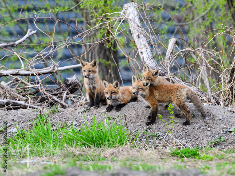 Four Eastern American Red Fox kits, portrait in Spring Four Eastern American Red Fox kits, portrait in Spring