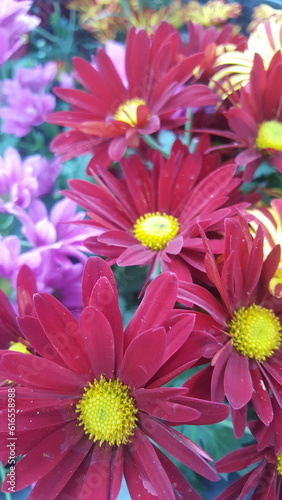 pink and yellow flowers