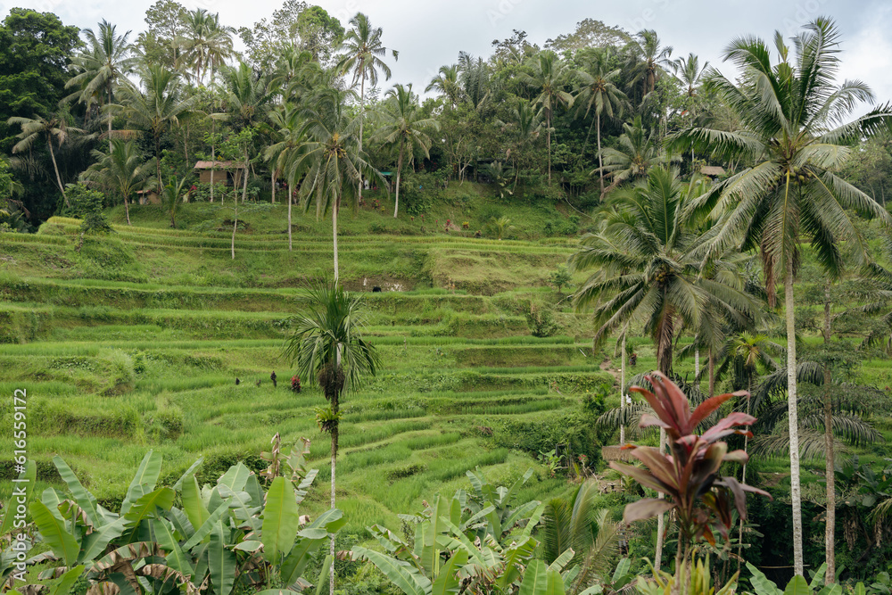Beautiful landscape with rice terraces and coconut palms near Tegallalang village, Ubud, Bali, Indonesia.