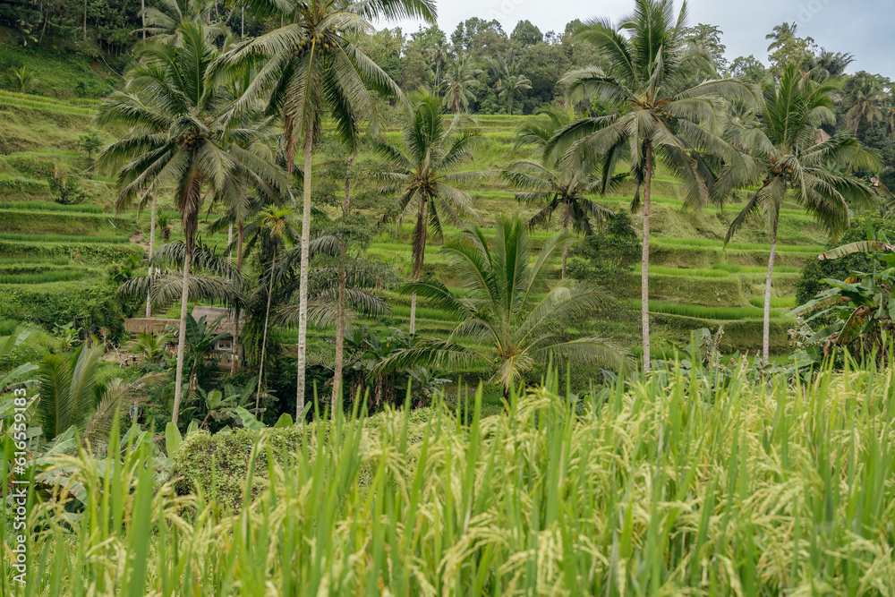 Beautiful landscape with rice terraces and coconut palms near Tegallalang village, Ubud, Bali, Indonesia.