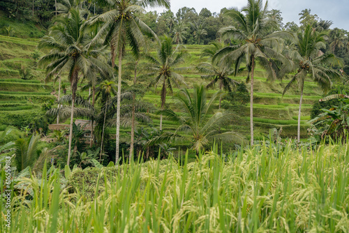 Wallpaper Mural Beautiful landscape with rice terraces and coconut palms near Tegallalang village, Ubud, Bali, Indonesia. Torontodigital.ca