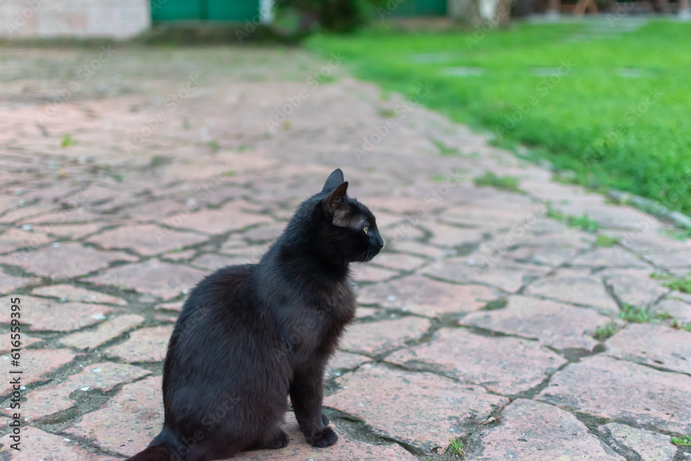black cat on the street black cat on the street