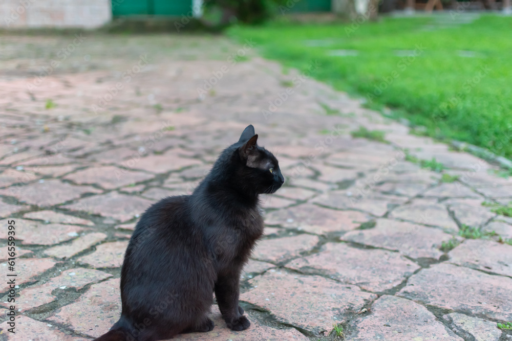 black cat on the street