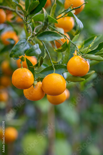 Mandarins on a tree