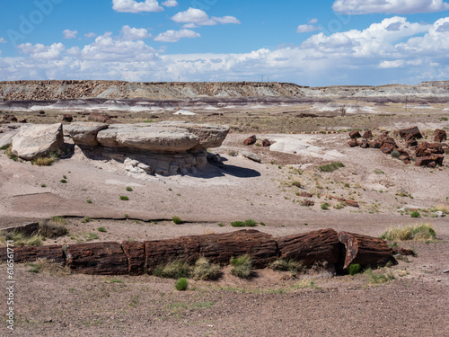 Petrified log at Petrified Forest National Park - Arizona, USA