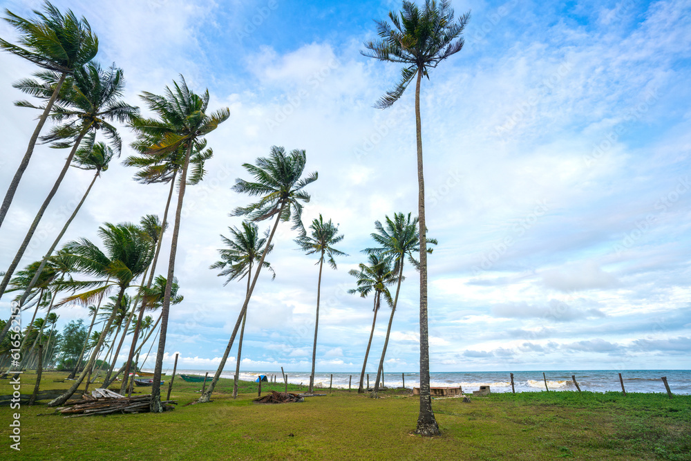 palm trees on the beach