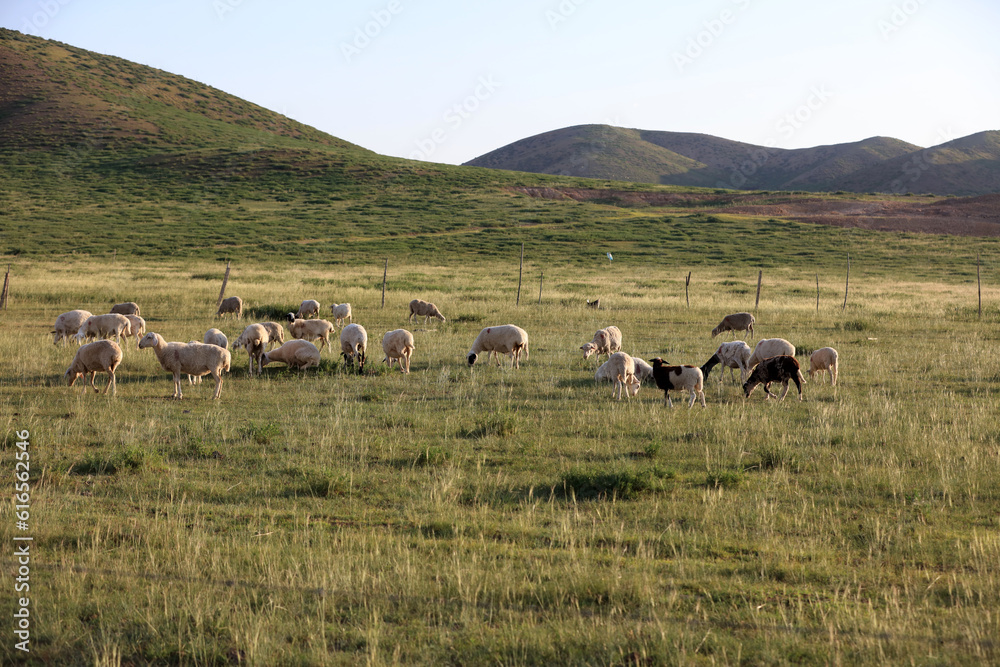 Fototapeta premium A flock of sheep are eating grass on the grassland