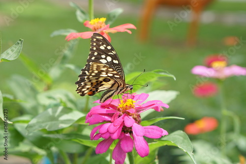 butterfly on flowers in the garden
