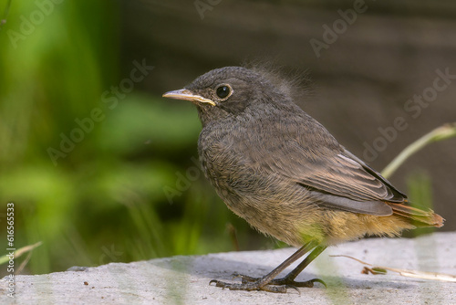 Black redstart juvenile